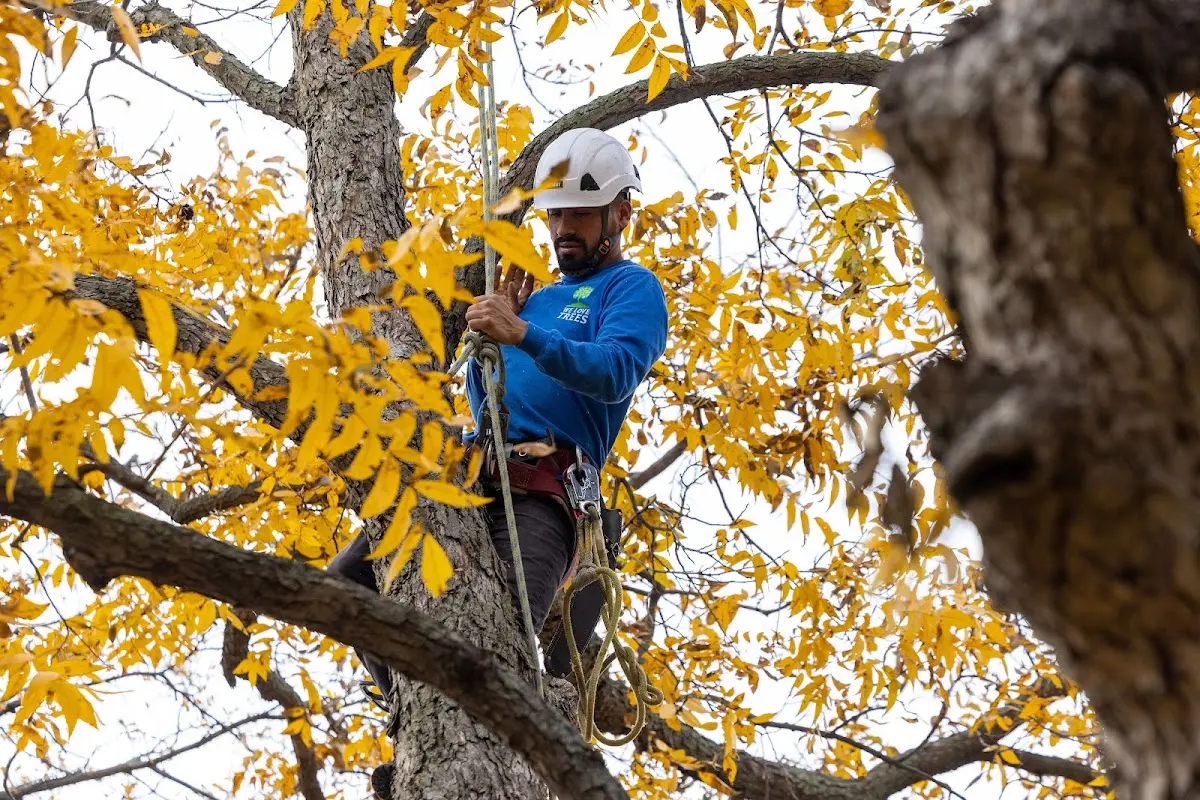 Skilled Tree Planing crew working in Franconia