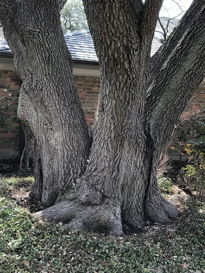 Mature heritage tree close to a Franconia property cared for by certified arborists